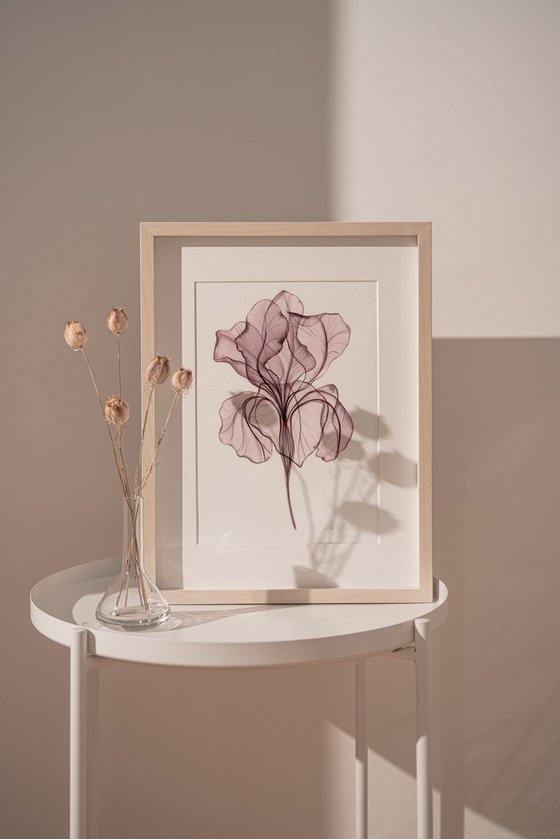 3 Irises