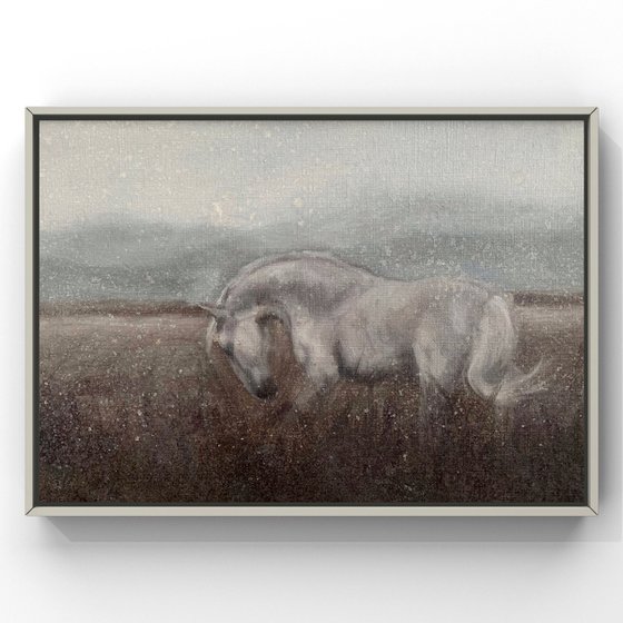 White horse in the field