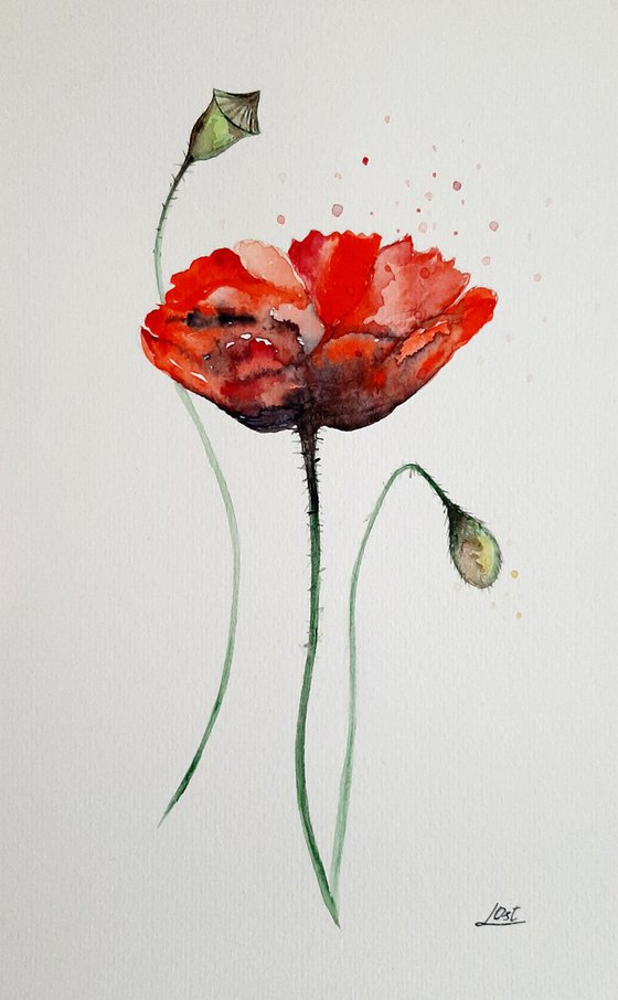 Poppy flowers