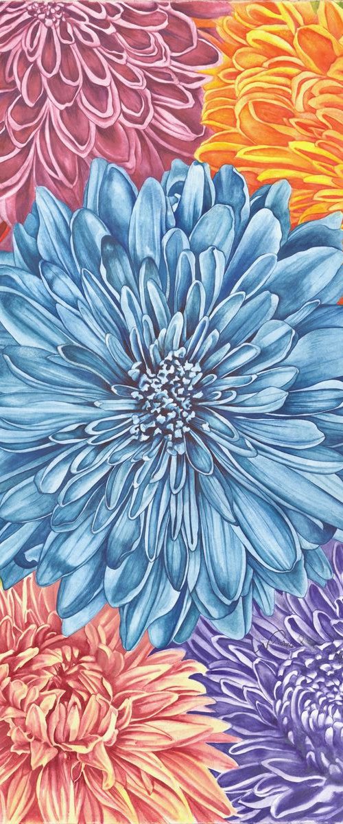 Chrysanthemums 1 by Nicola Mountney