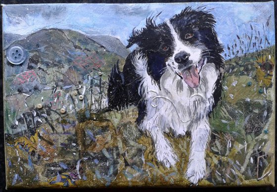 Collie dog in the hills