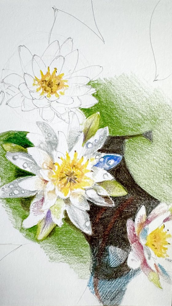 Waterlilies