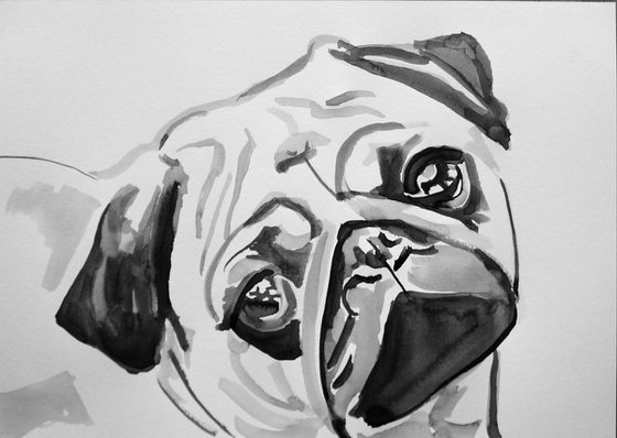 Pug  3 / 29.7 x 21 cm