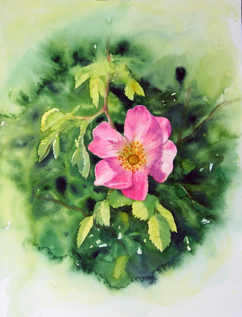 Pink Wild Rose - dog-rose briar watercolor by Olga Beliaeva Watercolour