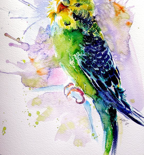 Lovely parrot