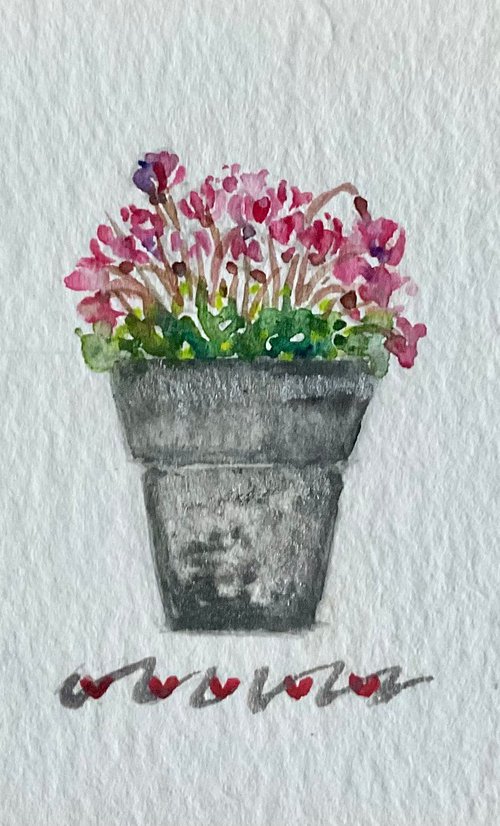 Cyclamen flower pot by Samantha Adams