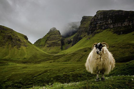 The King of Scotland