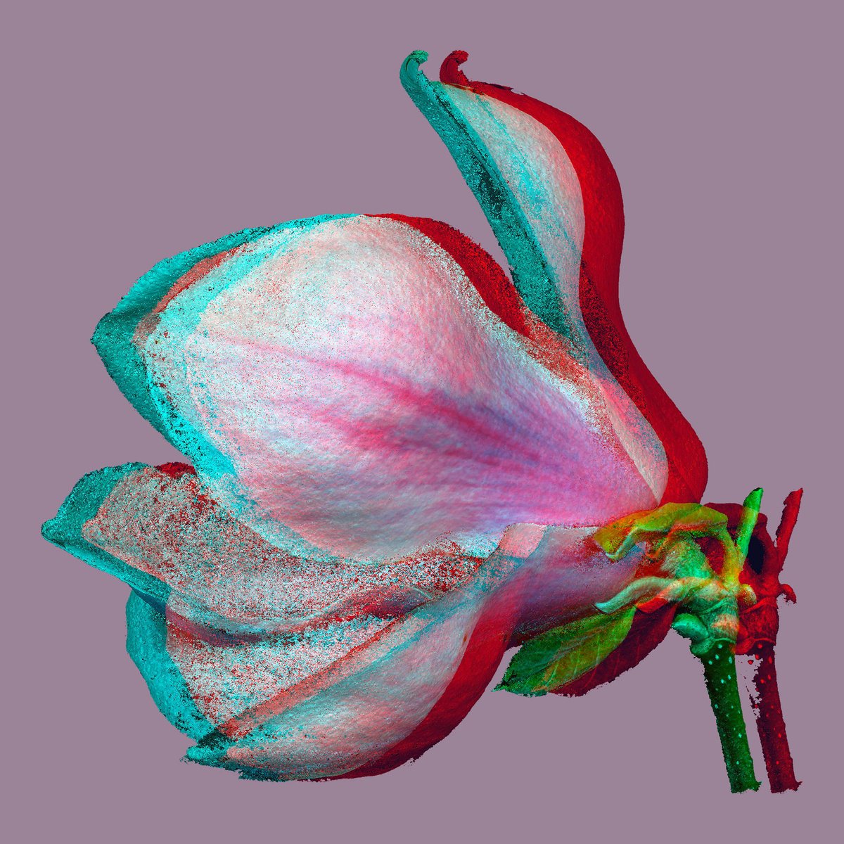 Photorealistic Botanical C-Type Print By Richard Jones & Chieko Jones, 18 X 18", Magnolia Digital Art, Original Artwork