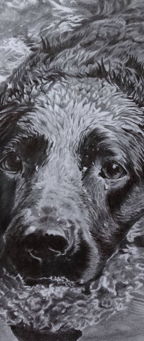 Labrador bliss by Julian Wheat