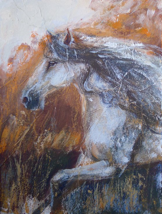 Free running of a horse