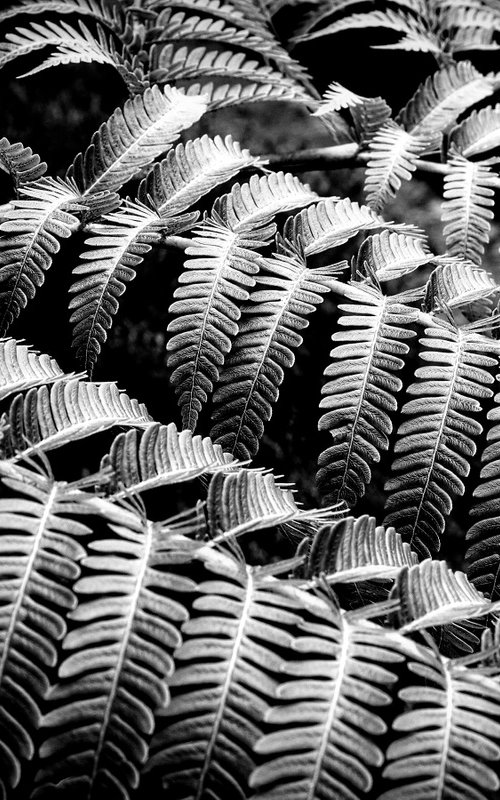 Ferns... by Martin  Fry