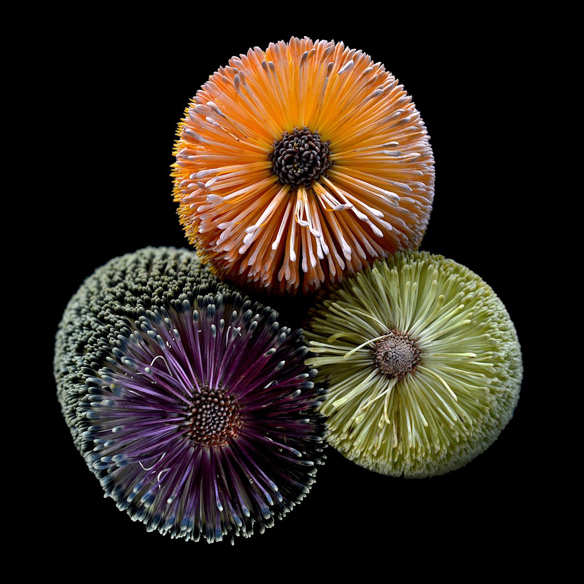 Botanical Photograph By Nadia Culph, 35 X 35", Banksia Three, Original Artwork