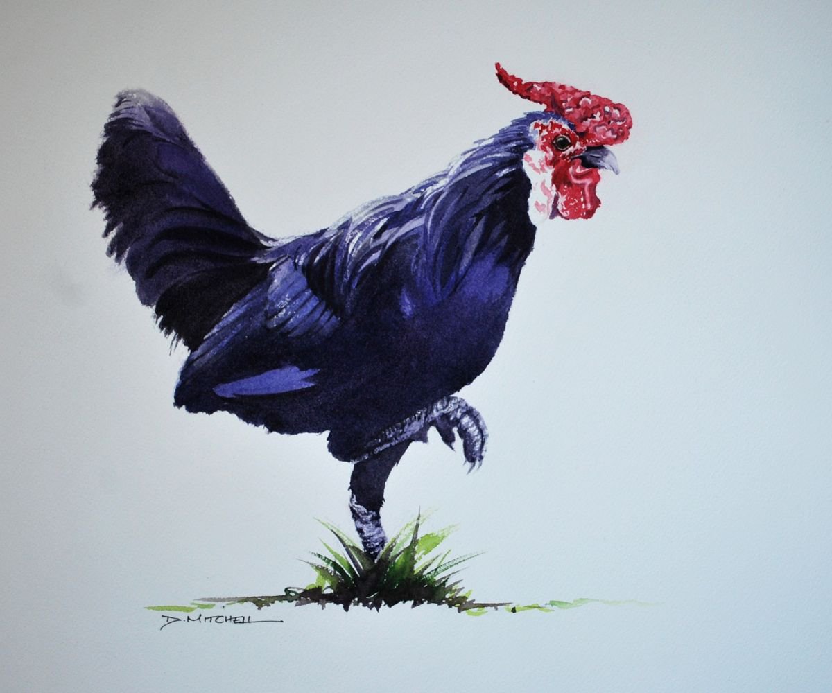 Chicken Run (Framed, ready to hang) by Denise Mitchell