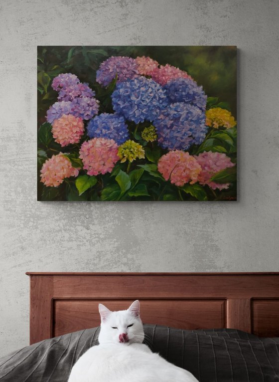 Hydrangea