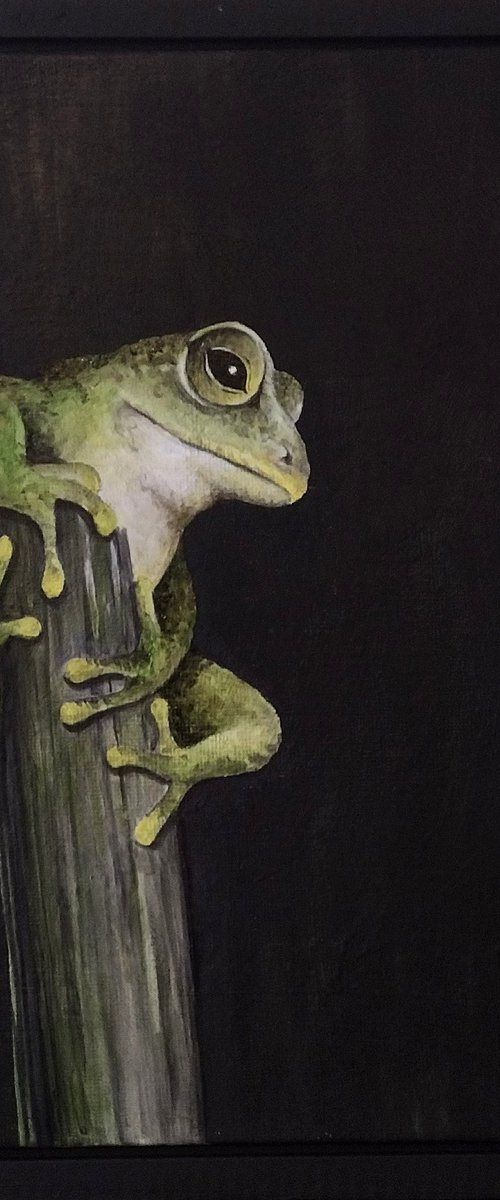 Tree Frog by Sara Westaway