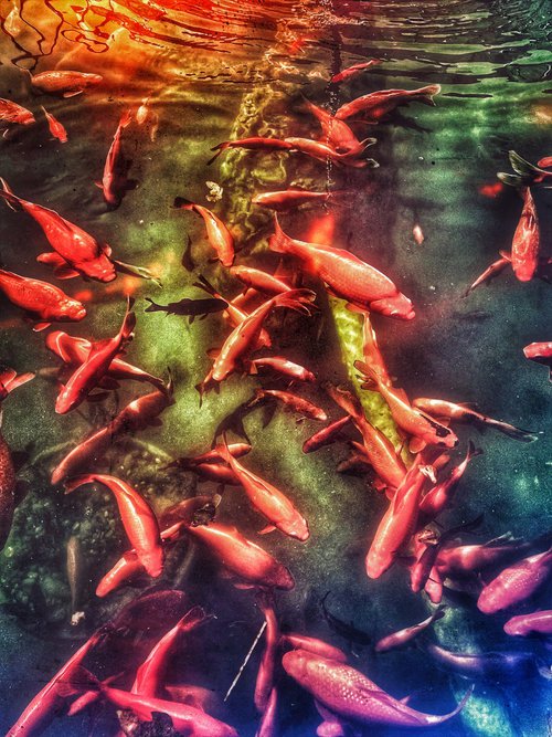 Fishes by Mattia Paoli