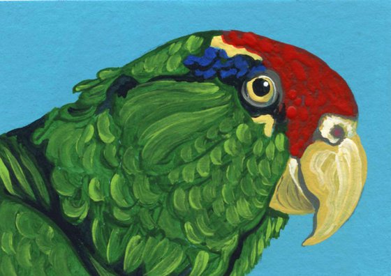 ACEO ATC Original Miniature Painting Red Crowned Mexican Parrot Pet Bird Art-Carla Smale