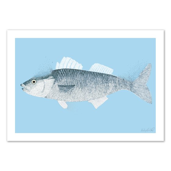 Fish - Illustration