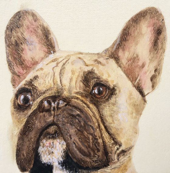 French Bulldog