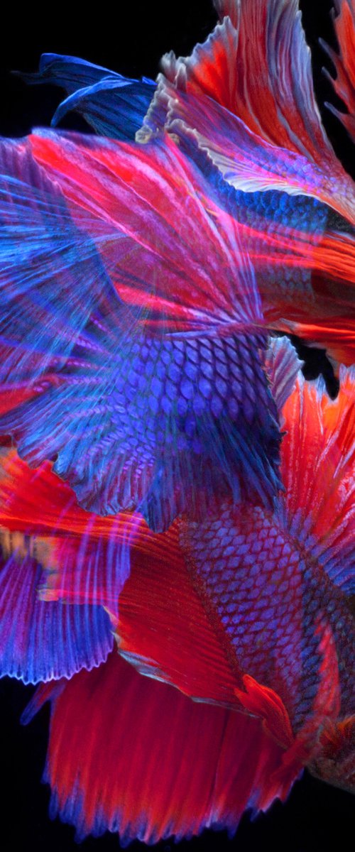 Betta Collage 54 by MICHAEL FILONOW