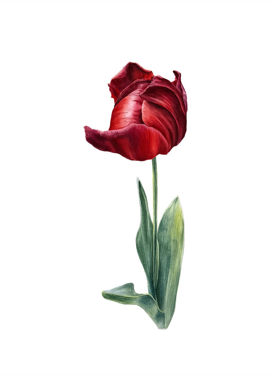 Photorealistic Watercolour , Red Tulip Painting By Yuliia Prokopchuk, 11 X 15, Artwork For Sale On Artfinder