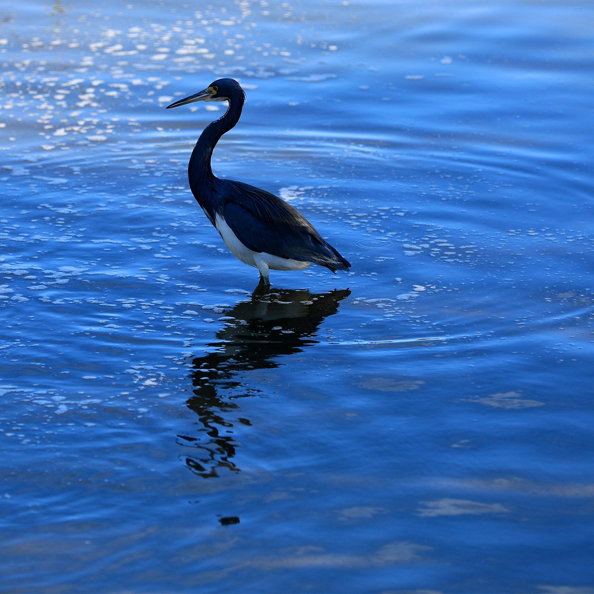 Expressive Animal Photograph By Ziesook You, 20 X 20", Waiting, Original Artwork
