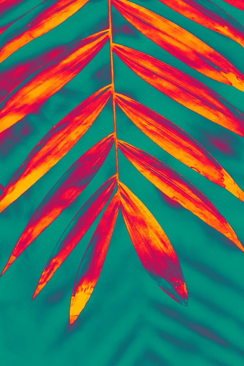 Palms II. Tropical Art. by Yuliya Ivanova