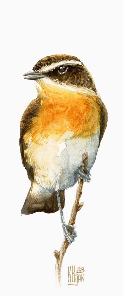 The Whinchat in Focus by Karolina Kijak