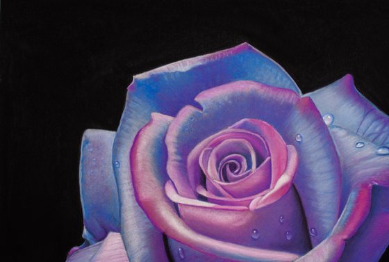 Blue and Pink Rose