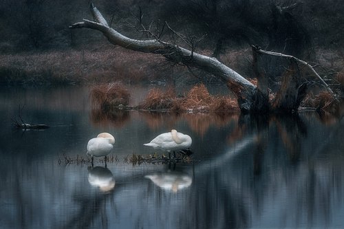 Sleeping swans by Kucera Martin