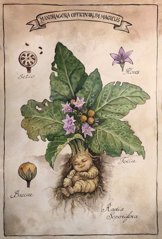 Mandragora Officinarum Magical