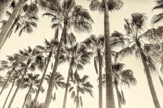 CANARY ISLAND PALM TREES.