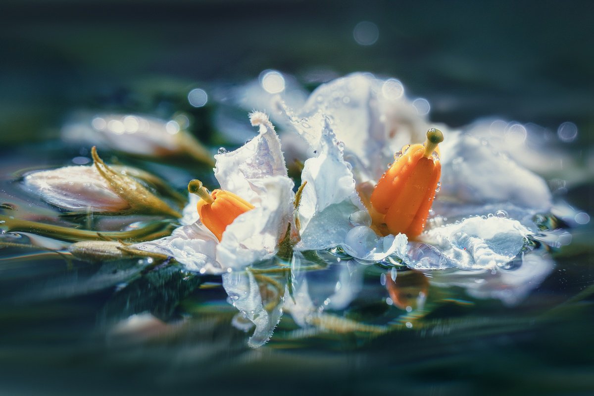 Impressionistic Botanical Photograph By Inna Etuvgi, 25 X 17, Potato Bloom. Hidden Royalty, Original Artwork