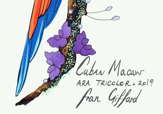 After Audubon . Cuban Macaw
