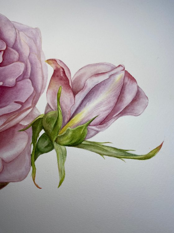 Pink Royal Rose