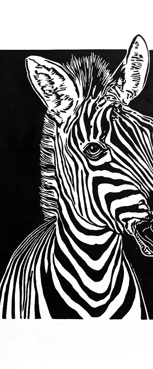 Zebra by Bob Cooper