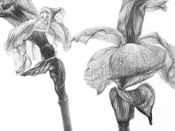 Daffodils 30x40 cm (2022) BOTANICAL DRAWING, MONOCHROME ART