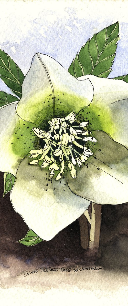 HELLEBORE by Nives Palmić