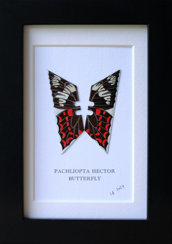 Pachliopta Hector butterfly