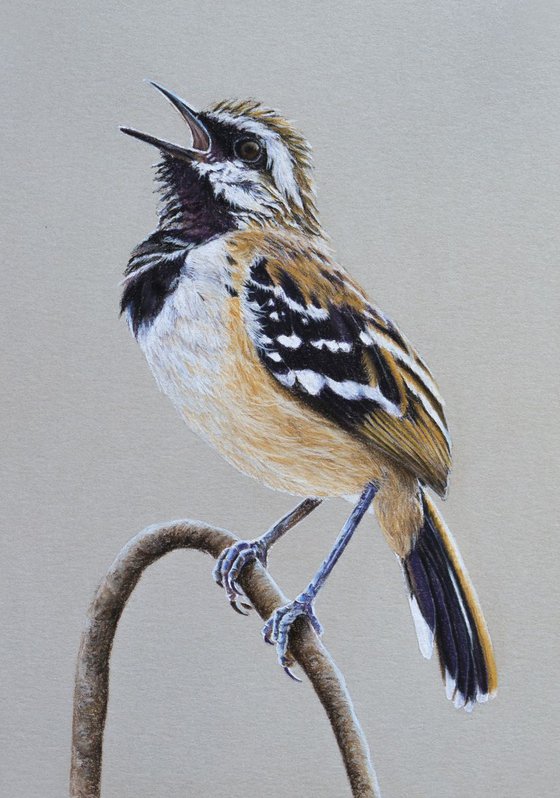 Original pastel drawing "Stripe-backed antbird"