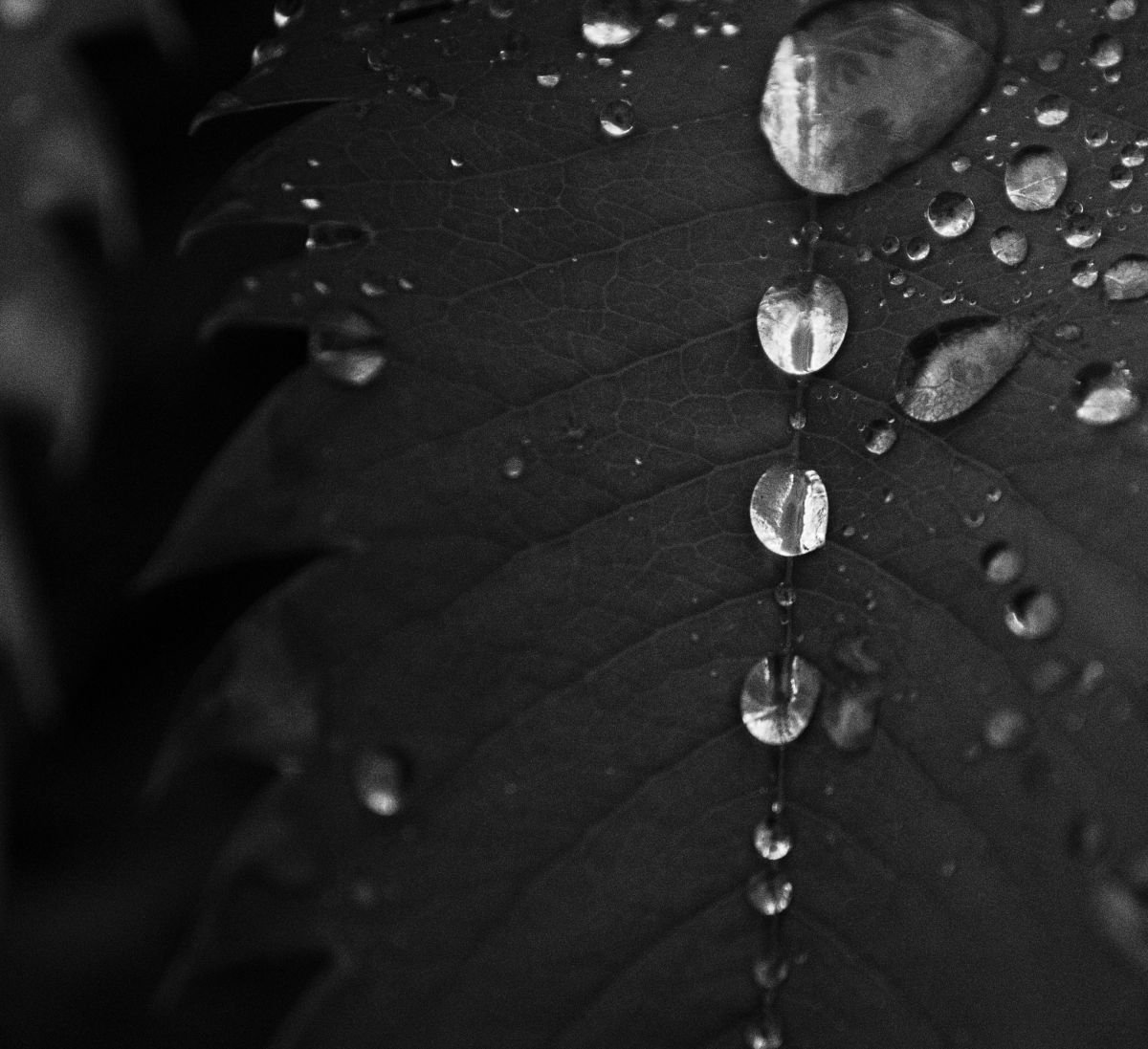 Water on Leaves II by Charles Brabin