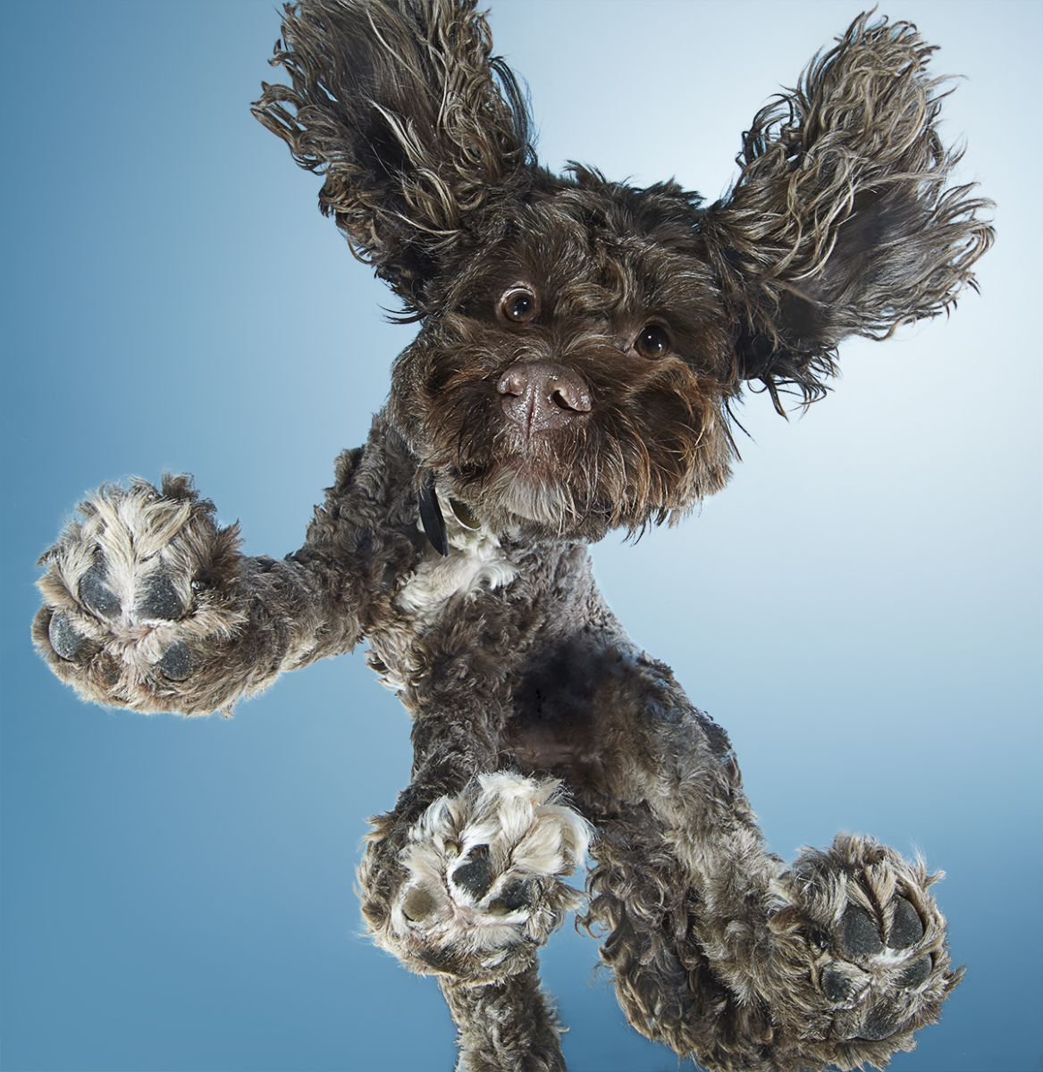 Photorealistic Animal Photograph By Gandee Vasan, 17 X 23, Shaggy Chic, Original Artwork