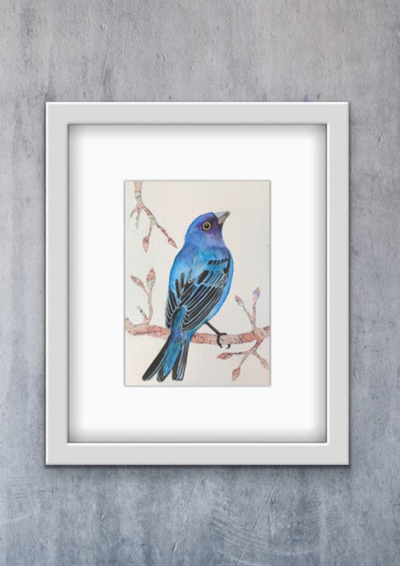 Indigo Bunting