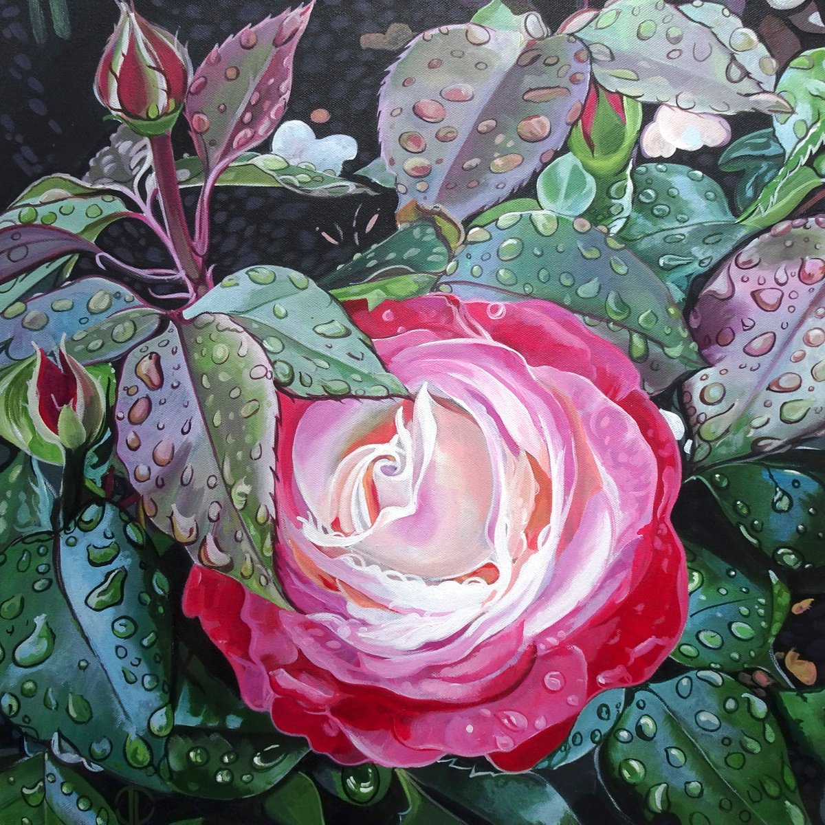 Botanical Acrylic Painting By Joseph Lynch, 20 X 20, Summer Rose, Original Artwork