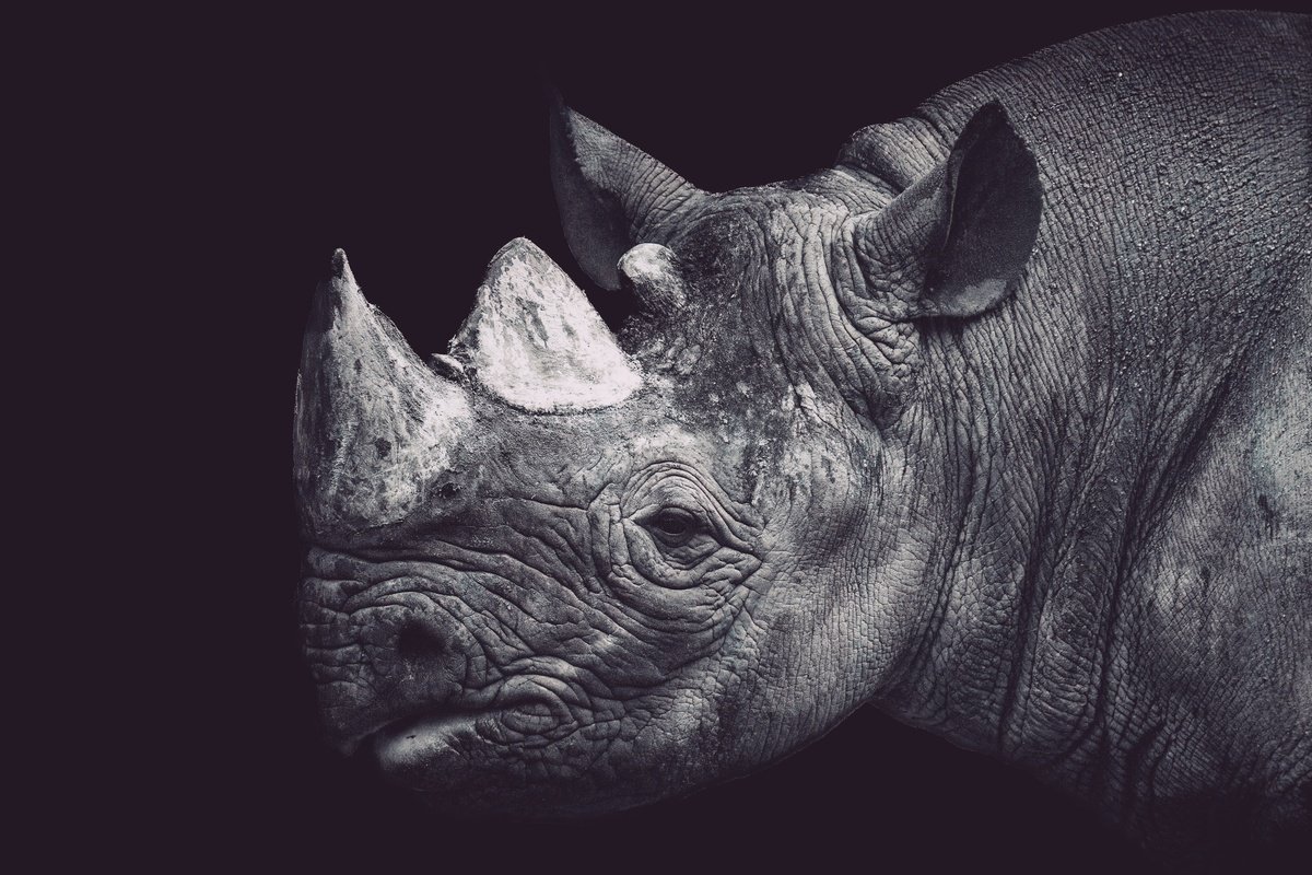 Animal Photograph By Paul Nash, 24 X 16", Rhino Close Portait, Original Artwork