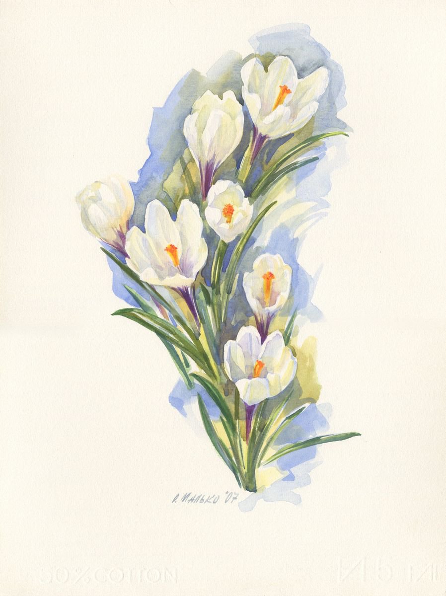 White crocuses / Spring flower Floral watercolor by Olha Malko