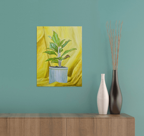 A plant & pot