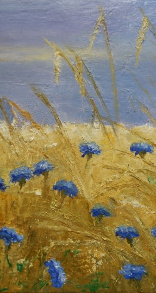 Chicory in the wheat field by Maria Karalyos