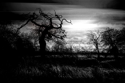 Creepy Tree by Martin  Fry