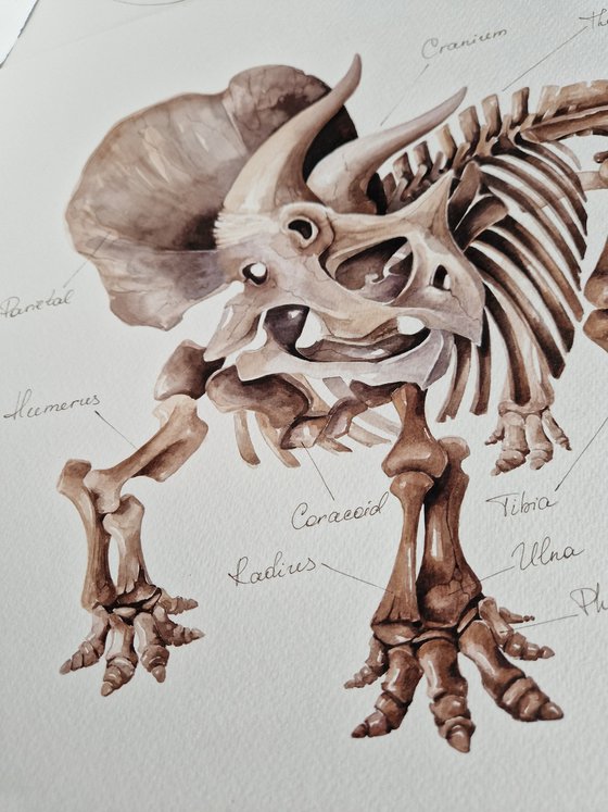 Triceratops horridus, paleo antatomy illustration